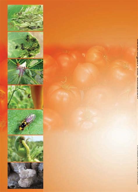 แมลงศัตรูผักเห็ดและไม้ดอก- - Phrapradaeng District Public Library