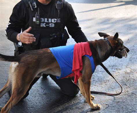 a police officer kneeling down next to a brown and black dog wearing a