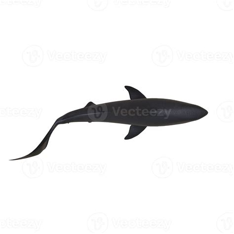Great White Shark Isolated 18759219 Png - vrogue.co