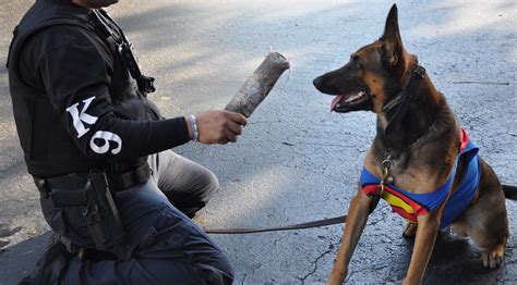 Apopka Police K-9 at StarChild Academy - Wekiva on October 22, 2014