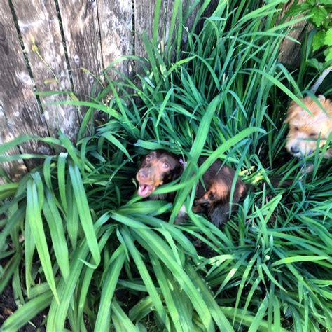 collingswood may fair – Coffee Chalk