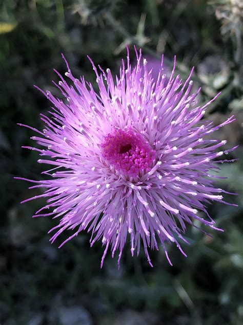 Creation Care: Digital Resources - Diocese of Arizona