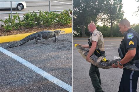 Alligator Seen by Publix 'On His Way to Pick Up a PubSub,' Florida Cops