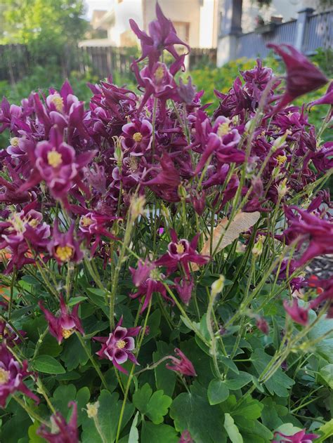 Albany Park Groups — Albany Park Neighbors