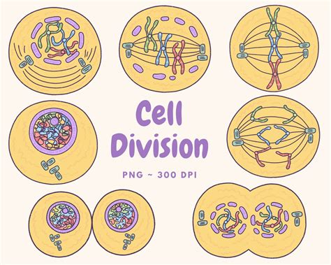 Cell Division Mitosis Clip Art Digital Download, Cute Biology Clip Art